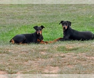 Father of the German Pinscher puppies born on 01/22/2026