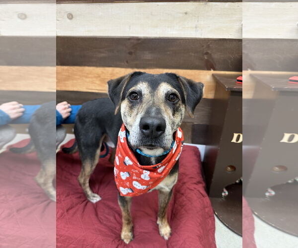 Medium Photo #3 Rottweiler-Unknown Mix Puppy For Sale in Rockaway, NJ, USA