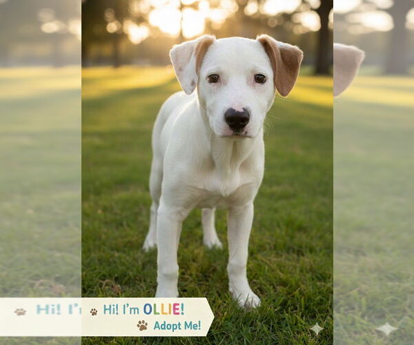 Medium Photo #1 Rat Terrier-Unknown Mix Puppy For Sale in Mooresville, NC, USA