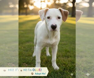 Rat Terrier-Unknown Mix Dogs for adoption in Mooresville, NC, USA