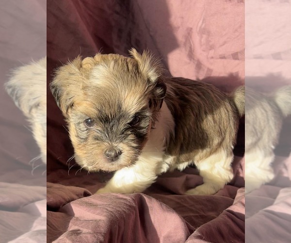 Medium Photo #1 Havanese Puppy For Sale in TWIN FALLS, ID, USA