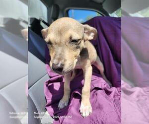 American Staffordshire Terrier-Unknown Mix Dogs for adoption in San Antonio, TX, USA