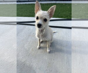 Chihuahua-Unknown Mix Dogs for adoption in Sandy, UT, USA
