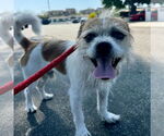 Small #5 Border Terrier Mix