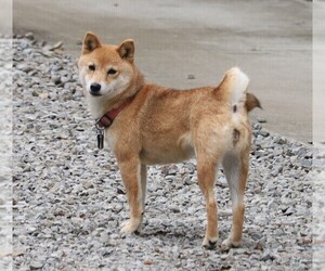 Medium Shiba Inu