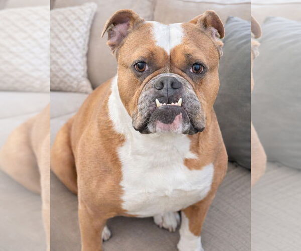 Medium Photo #1 Bulldog Puppy For Sale in Westminster, MA, USA