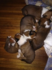 Boxer Puppy for sale in WINCHESTER, KY, USA