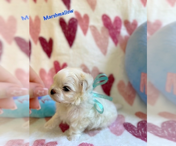 Medium Photo #4 Maltese Puppy For Sale in PALM BCH GDNS, FL, USA