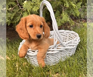 Dachshund Puppy for sale in MIDDLEBURY, IN, USA