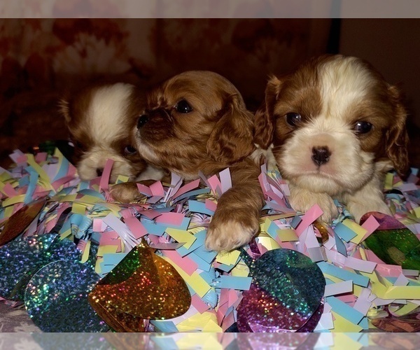 Medium Photo #6 Cavalier King Charles Spaniel Puppy For Sale in PORT ORCHARD, WA, USA
