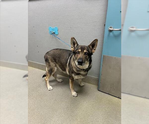 Medium Photo #1 German Shepherd Dog-Unknown Mix Puppy For Sale in Las Vegas, NV, USA