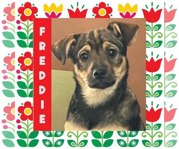 Medium Photo #6 Keeshond-Unknown Mix Puppy For Sale in Littleton, CO, USA