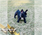 Puppy Batman French Bulldog