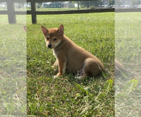 Medium Photo #2 Shiba Inu Puppy For Sale in CANOGA, NY, USA