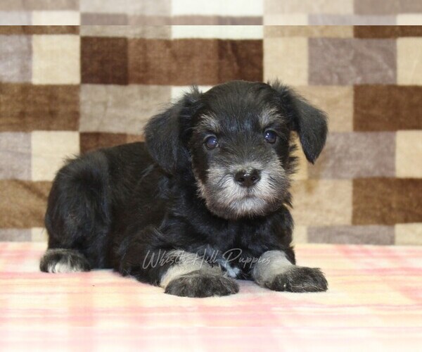 Medium Photo #2 Schnauzer (Miniature) Puppy For Sale in DENVER, PA, USA