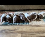 Small Photo #1 German Shorthaired Pointer Puppy For Sale in STILWELL, OK, USA