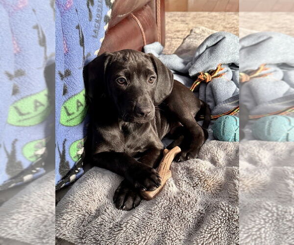 Medium Photo #3 Labrador Retriever-Unknown Mix Puppy For Sale in Brewster, NY, USA