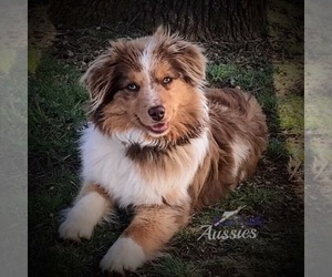 Mother of the Miniature Australian Shepherd puppies born on 03/11/2023