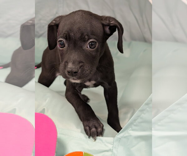 Medium Photo #2 Chihuahua-Unknown Mix Puppy For Sale in Oakhurst, NJ, USA