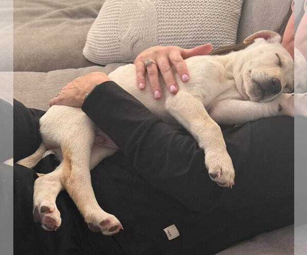 Medium Photo #3 Siberian Husky-Unknown Mix Puppy For Sale in Germantown, OH, USA