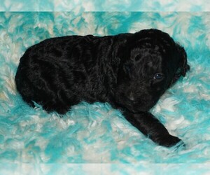 Labradoodle Puppy for sale in LA HABRA, CA, USA
