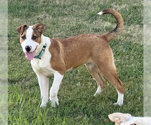 Labrador Retriever Dogs for adoption in Hanford, CA, USA
