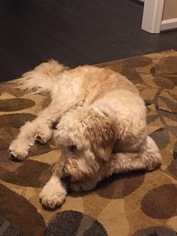 Goldendoodle Puppy for sale in UPPER MARLBORO, MD, USA