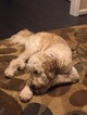 Small Photo #1 Goldendoodle Puppy For Sale in UPPER MARLBORO, MD, USA