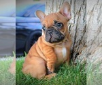 Small Photo #6 French Bulldog Puppy For Sale in BEVERLY HILLS, CA, USA