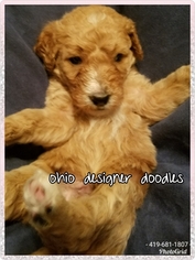 Goldendoodle Puppy for sale in BELLVILLE, OH, USA
