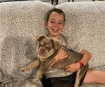 Small #2 French Bulldog