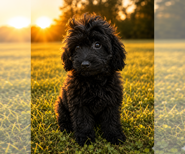 Medium Photo #52 Cavapoo (Miniature) Puppy For Sale in DURHAM, CT, USA