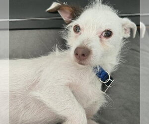 Mutt Dogs for adoption in San Diego, CA, USA