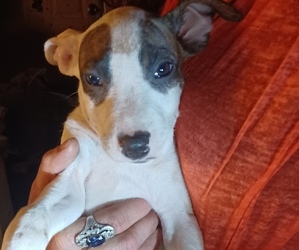 Bull Terrier-Bullypit Mix Puppy for sale in BOWLING GREEN, KY, USA