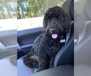 Goldendoodle Puppy for sale in HAVELOCK, NC, USA