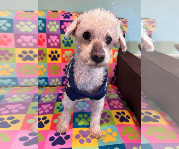 Medium Photo #4 Poodle (Miniature) Puppy For Sale in Pacolet, SC, USA