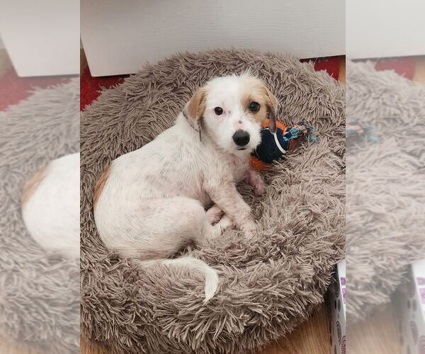 Medium Photo #1 Chihuahua-Unknown Mix Puppy For Sale in San Bernardino , CA, USA