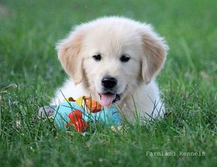 Golden Retriever Puppy for sale in WEST UNITY, OH, USA