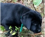 Small Photo #6 Labrador Retriever Puppy For Sale in NORWALK, CT, USA