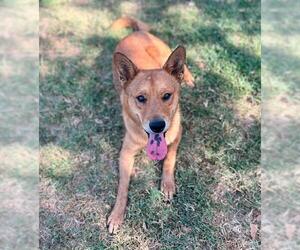 Chow Chow-Unknown Mix Dogs for adoption in Riverside, CA, USA