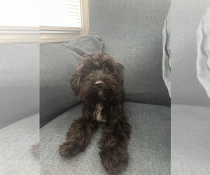 Yorkipoo Puppy for sale in DUBUQUE, IA, USA