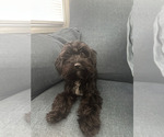 Small Yorkipoo
