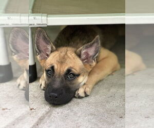 Mutt Dogs for adoption in Elmsford, NY, USA