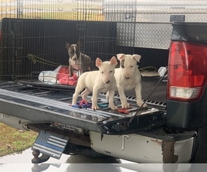 Bull Terrier Puppy for sale in DOTHAN, AL, USA