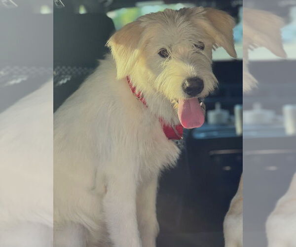 Medium Photo #5 Labrador Retriever Puppy For Sale in Dana Point, CA, USA