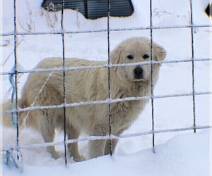 Mother of the Great Pyrenees puppies born on 02/01/2023