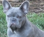 Small Photo #5 French Bulldog Puppy For Sale in SPRINGFIELD, OR, USA