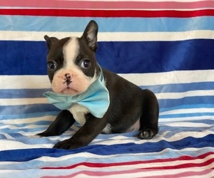 Boston Terrier Puppy for sale in LANCASTER, PA, USA