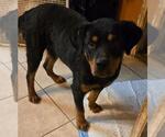 Small Photo #2 Rottweiler Puppy For Sale in San Antonio, TX, USA