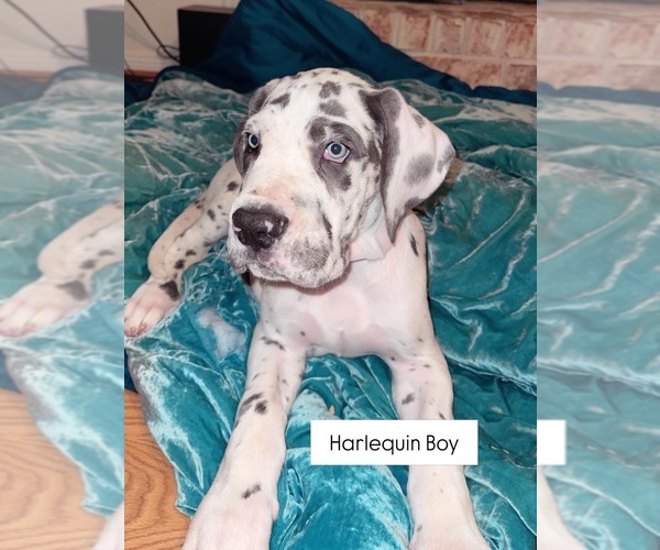 Medium Photo #1 Great Dane Puppy For Sale in SPRING, TX, USA